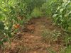Tomates