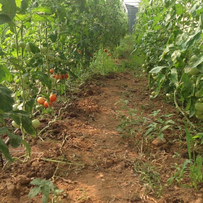 Tomates