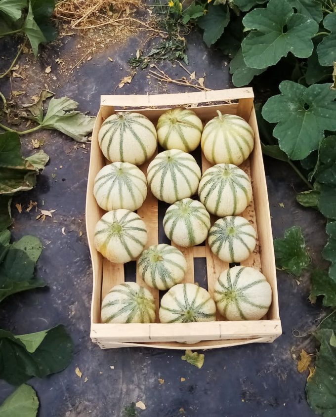 Le Pépin et la Plume - melons