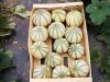 Le Pépin et la Plume - melons