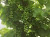 Le Pépin et la Plume - vigne