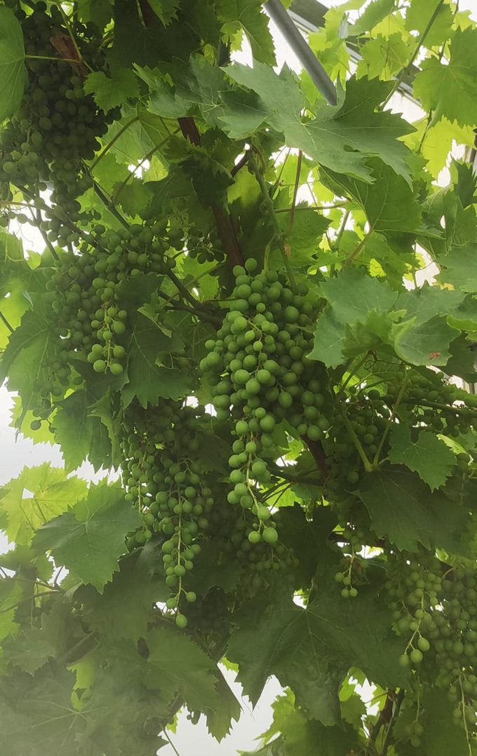 Le Pépin et la Plume - vigne