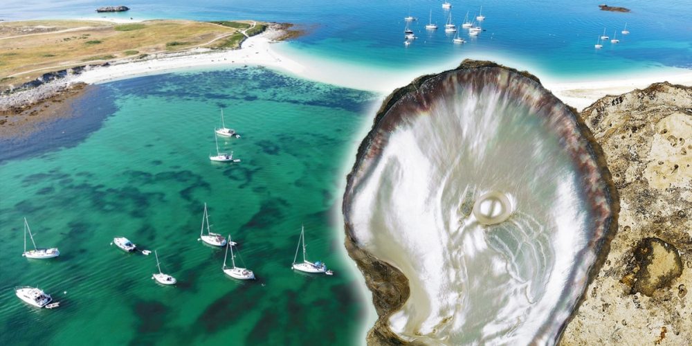 La Perle des Glénan : Une nouvelle richesse Bretonne