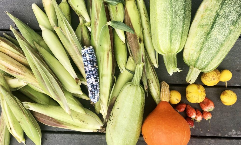 Formation Permaculture en ligne : j&rsquo;ai testé et voici mon avis