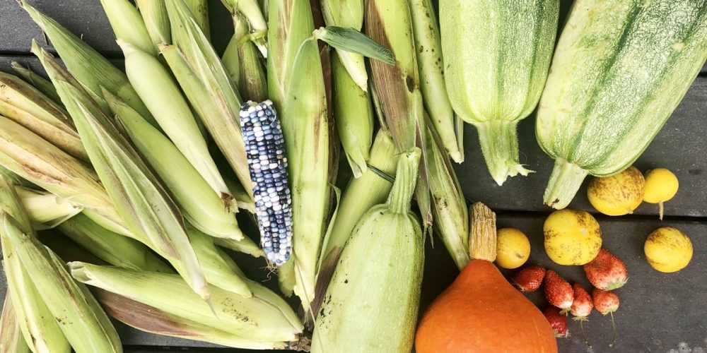 Formation Permaculture en ligne : j&rsquo;ai testé et voici mon avis