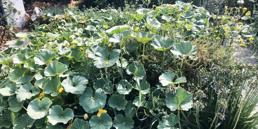 La permaculture : qu&rsquo;est-ce que c&rsquo;est ? Explications et exemples concrets