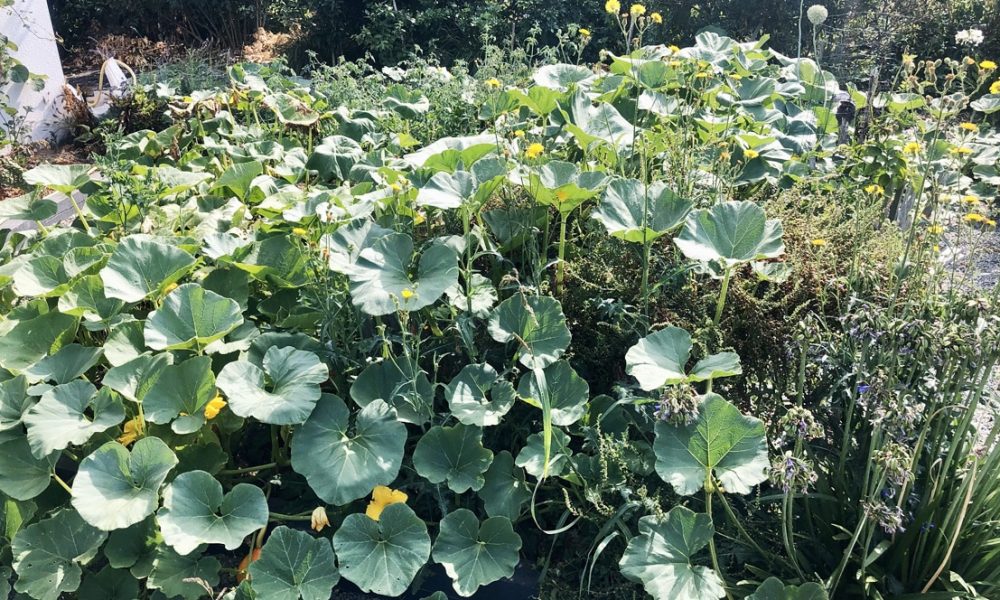 La permaculture : qu&rsquo;est-ce que c&rsquo;est ? Explications et exemples concrets