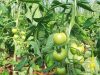 Domaine de PermaVillam - tomates