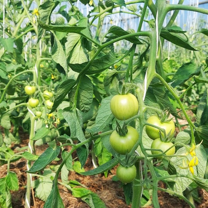 Domaine de PermaVillam - tomates