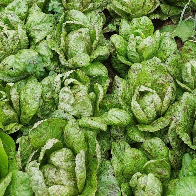 Domaine de PermaVillam - salades