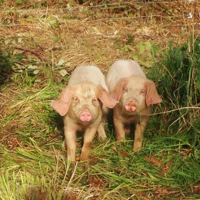 La P&rsquo;tite Ferme