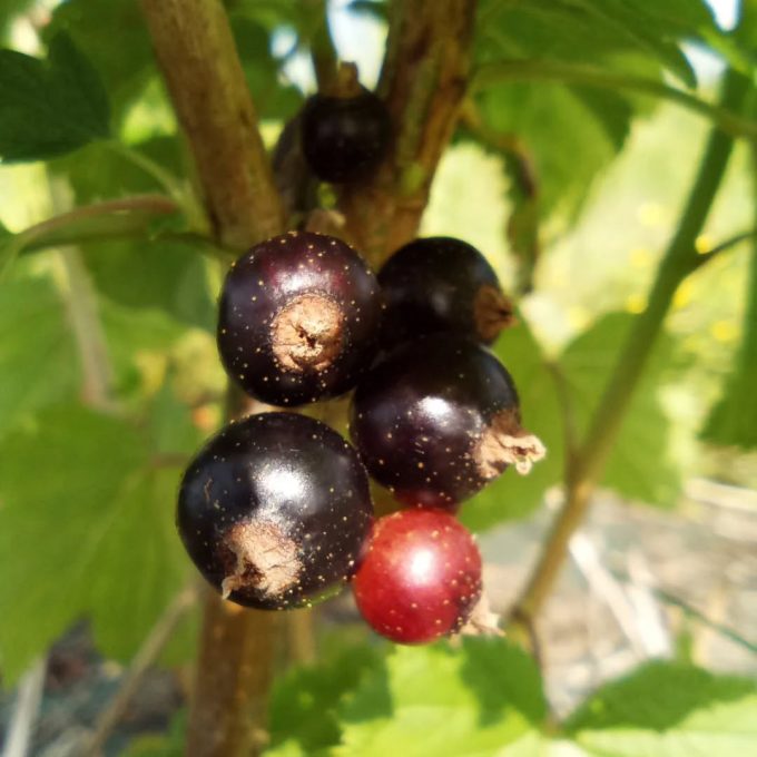 Petits Fruits d'ici - cassis