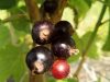 Petits Fruits d'ici - cassis