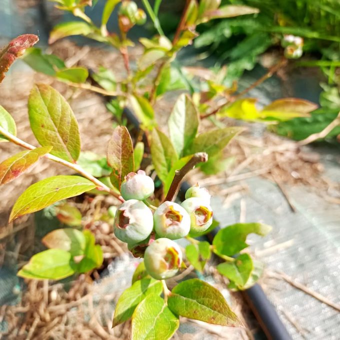 Petits Fruits d'ici - myrtilles