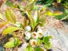 Petits Fruits d'ici - myrtilles