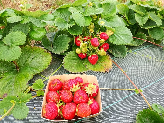 Petits Fruits d'ici - culture de la fraise