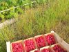 Petits Fruits d'ici - barquettes de fraises
