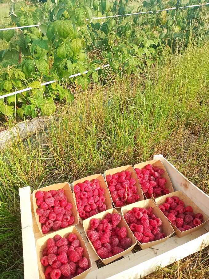 Petits Fruits d'ici - barquettes de fraises