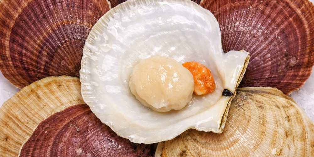 Pétoncle : le coquillage breton discret, à pêcher et cuisiner avec responsabilité