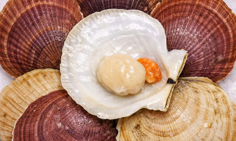 Pétoncle : le coquillage breton discret, à pêcher et cuisiner avec responsabilité