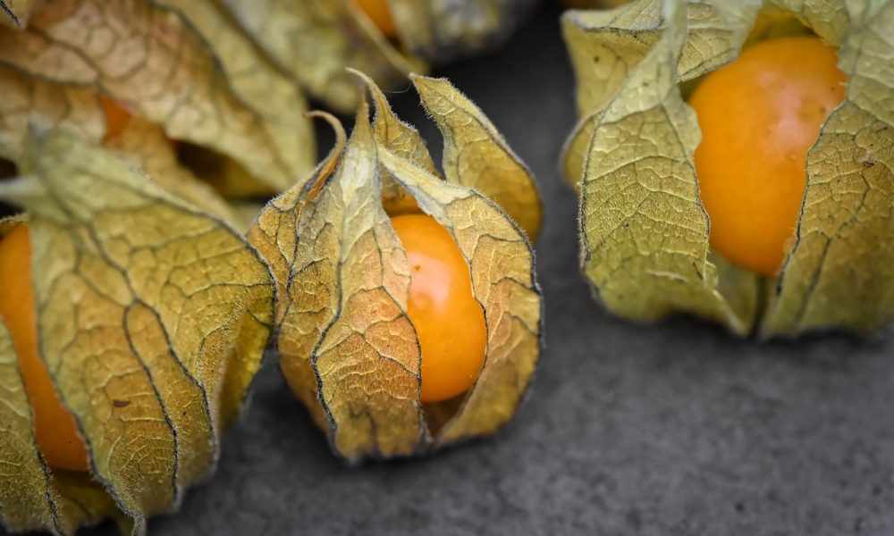 Coqueret du Pérou : origine, saison, dégustation… on te dit tout !