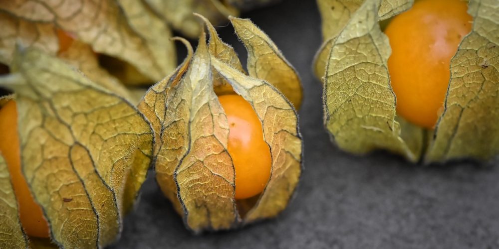 Coqueret du Pérou : origine, saison, dégustation… on te dit tout !