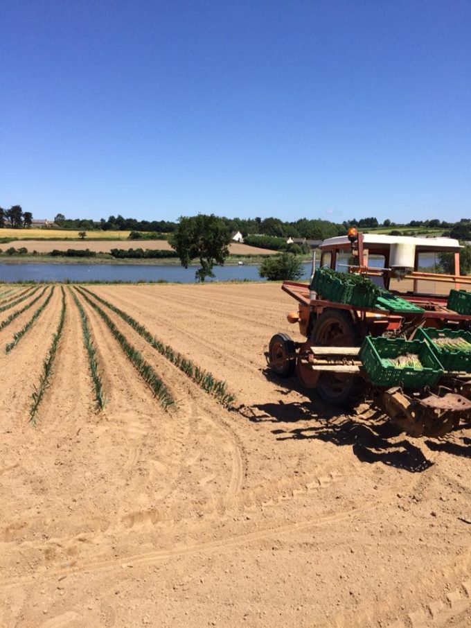 Plantation des poireaux