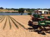 Plantation des poireaux