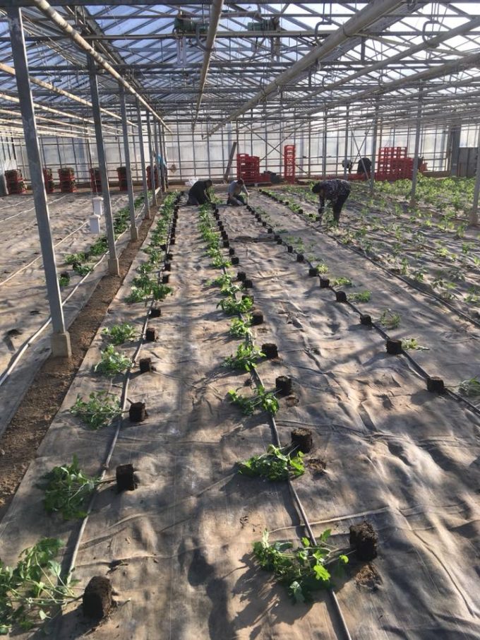 Plantations sous serres