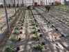 Plantations sous serres