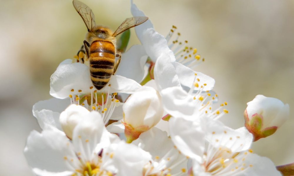 Plantes mellifères : Quand et Quoi semer ? Liste et Guide complet