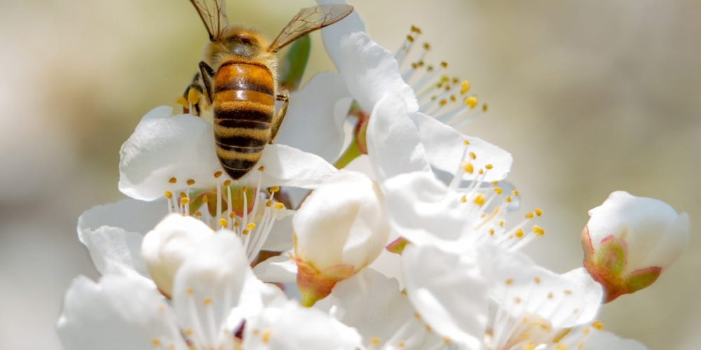 Plantes mellifères : Quand et Quoi semer ? Liste et Guide complet