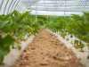 Plants d'Aubergines