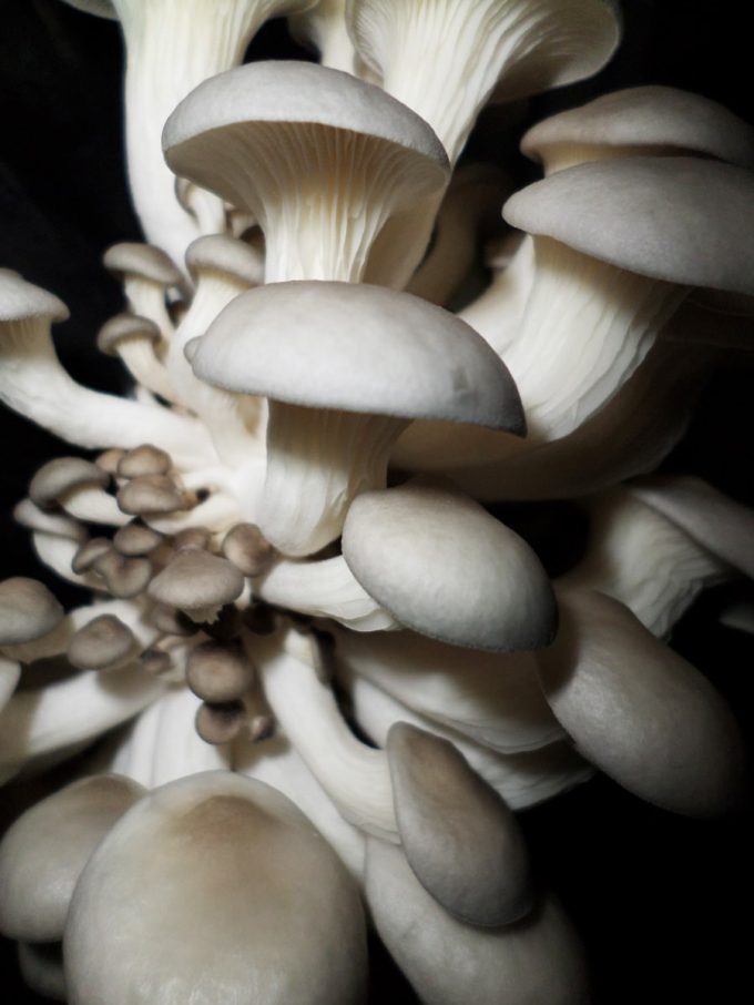 Pleurotes