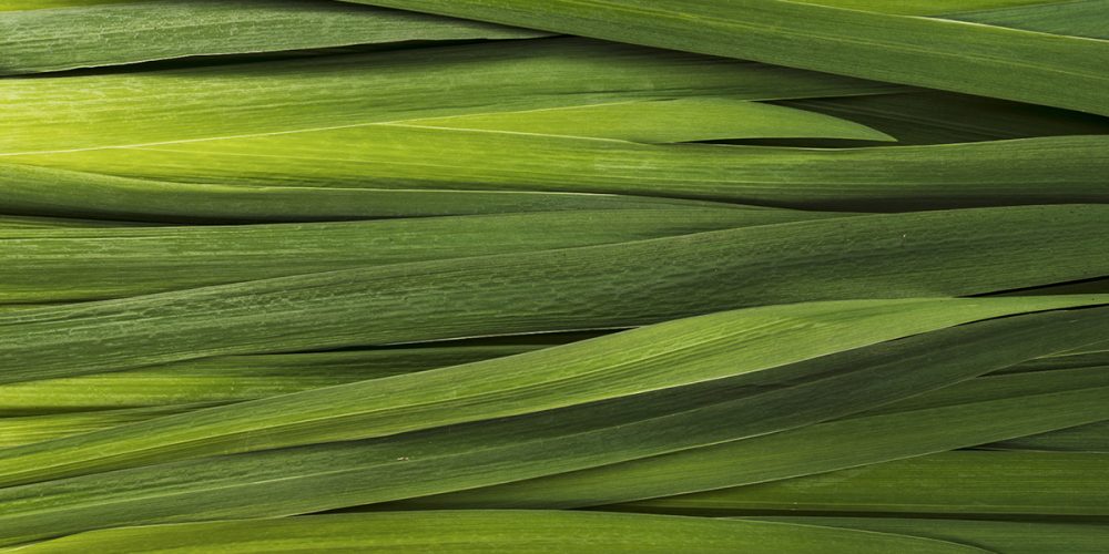 Le poireau perpétuel (légume ancien) : Qu’est-ce que c’est ? Comment le cuisiner ?