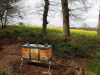 Melli'Malo - pollinisation colza