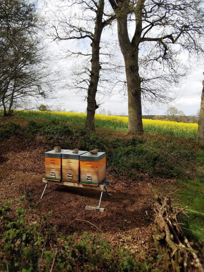 Melli'Malo - pollinisation colza