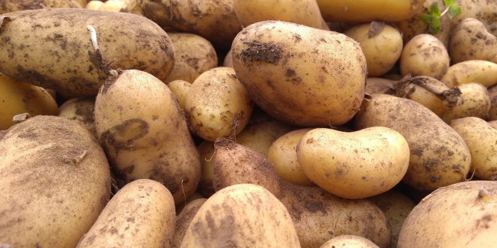 Tout sur la pomme de terre : variétés, saisons, bienfaits, conservation…