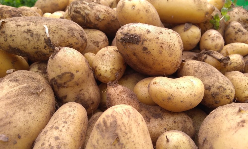 Tout sur la pomme de terre : variétés, saisons, bienfaits, conservation…
