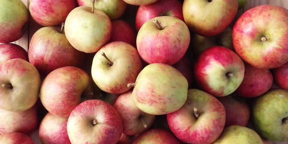 12 variétés de pommiers bretons à cultiver en Bretagne