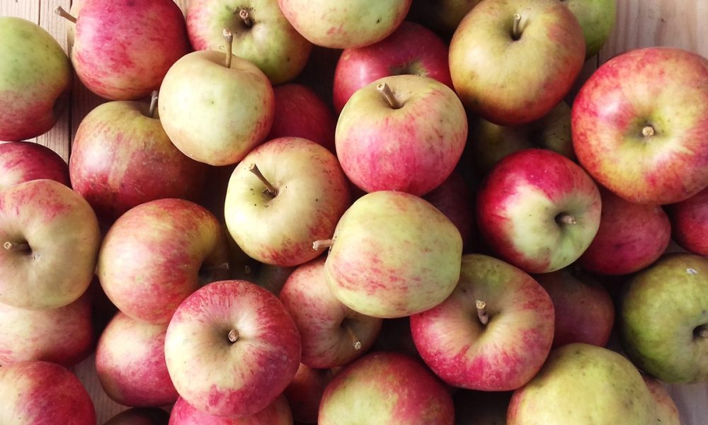 12 variétés de pommiers bretons à cultiver en Bretagne