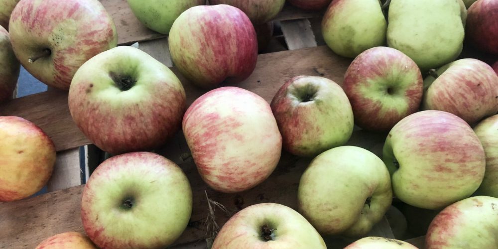 Saison de la pomme, histoire, bienfaits, variétés… On te dit tout !