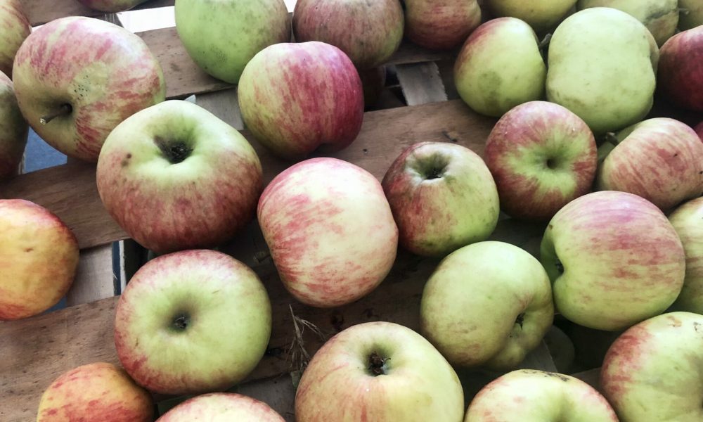 Saison de la pomme, histoire, bienfaits, variétés… On te dit tout !