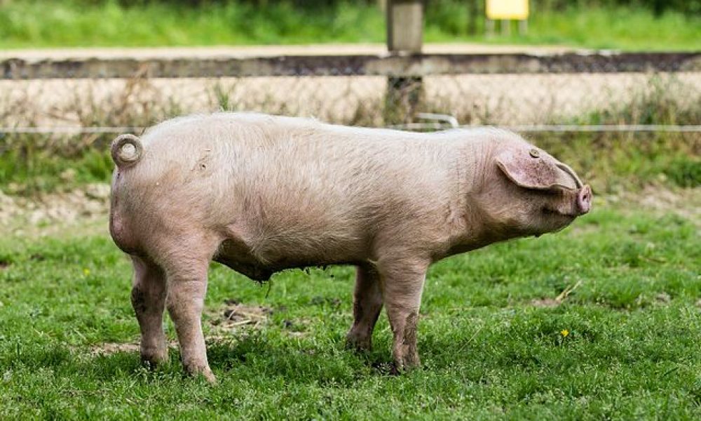 Le Porc Blanc de l&rsquo;Ouest : le vrai cochon breton !