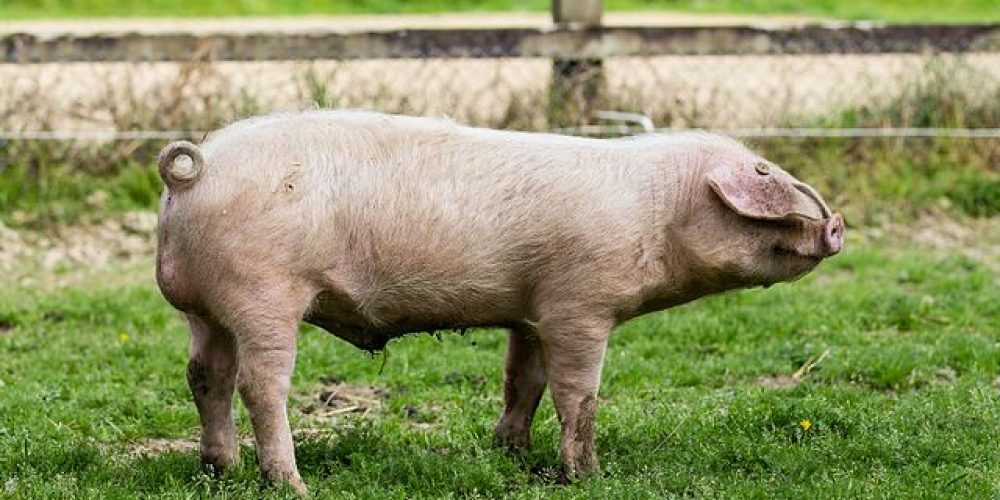 Le Porc Blanc de l&rsquo;Ouest : le vrai cochon breton !
