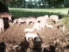 Porcs Blanc de l'Ouest