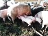 Porcs élevés en extérieur
