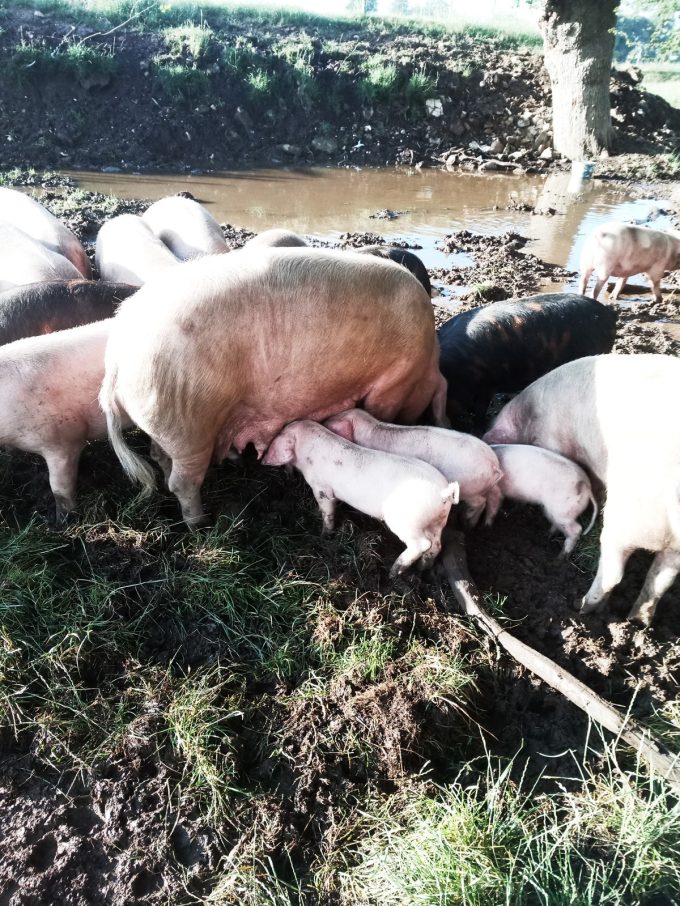 Porcs élevés en extérieur