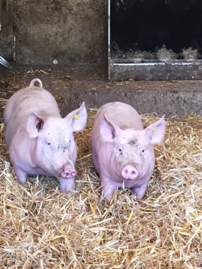 Élevage de cochons sur paille