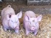 Élevage de cochons sur paille